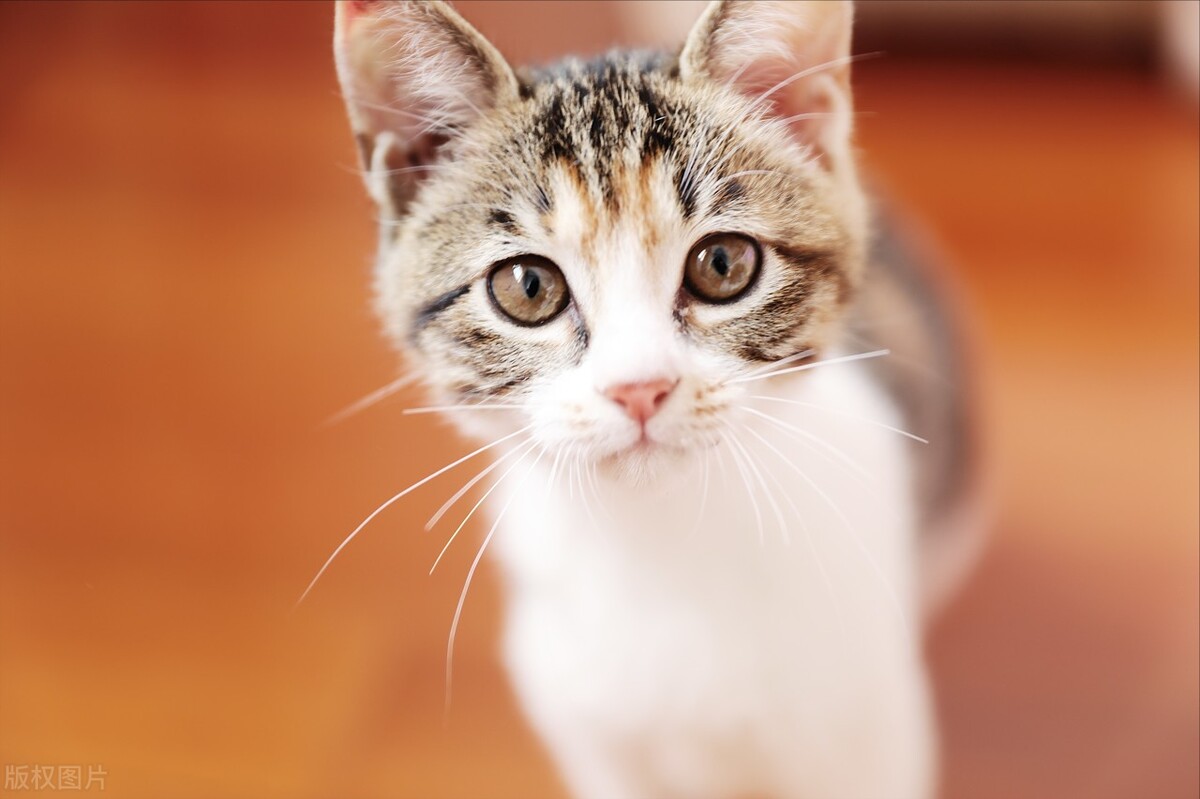 中华田园猫黑猫和孟买猫怎么区分,中华田园猫12个品种图哪个最好养