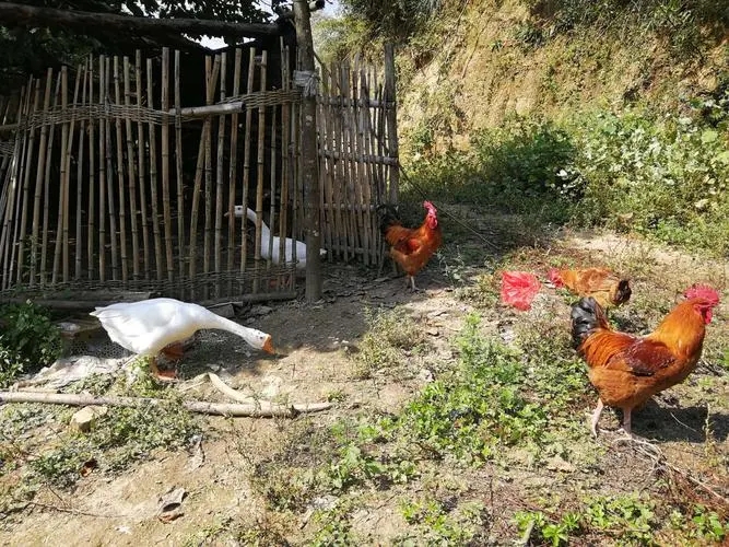 农村挖出十几条罕见的蛇,罕见农村村民发现两头蛇