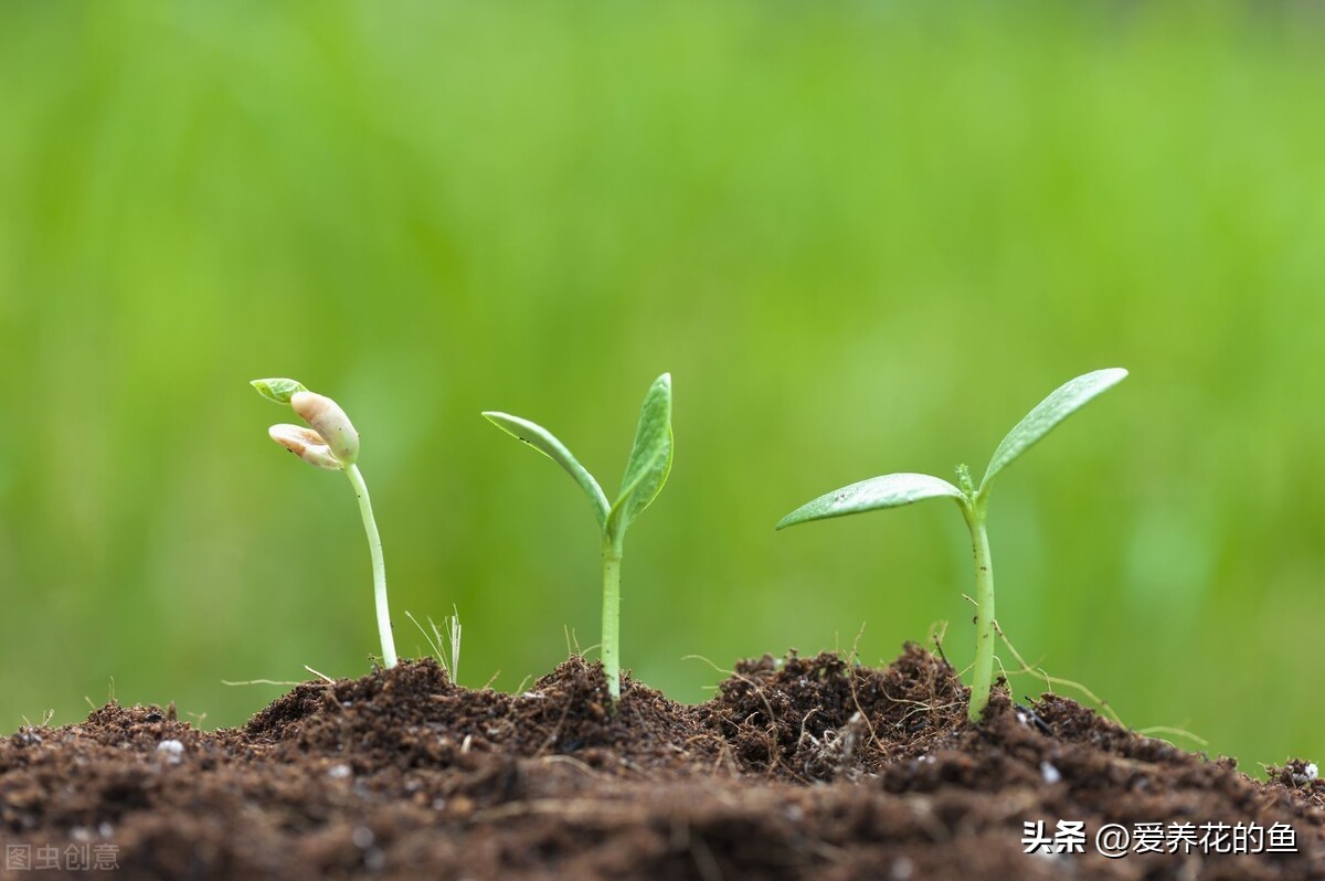 一盆多棵扦插苗怎么分盆,硬枝扦插方法图解