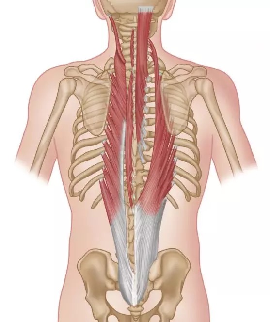 女性练核心肌群的徒手动作,最能锻炼到核心肌群的动作