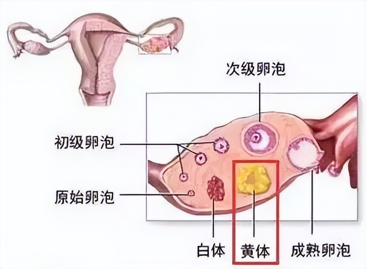 黄体酮分泌多是怎么回事,黄体酮分泌少是什么原因