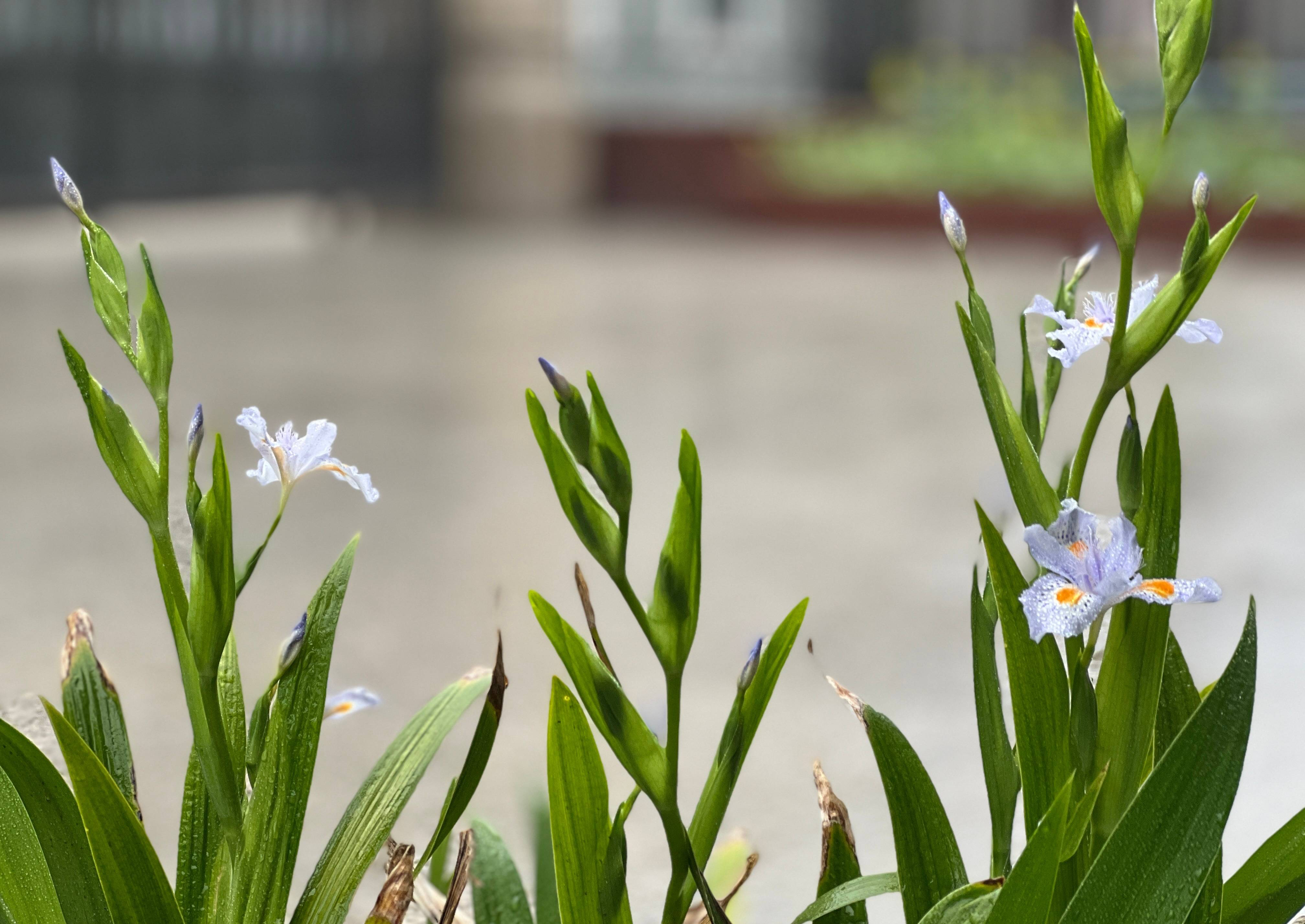 最好养的阳台5种花,适合南方室内养的50种花