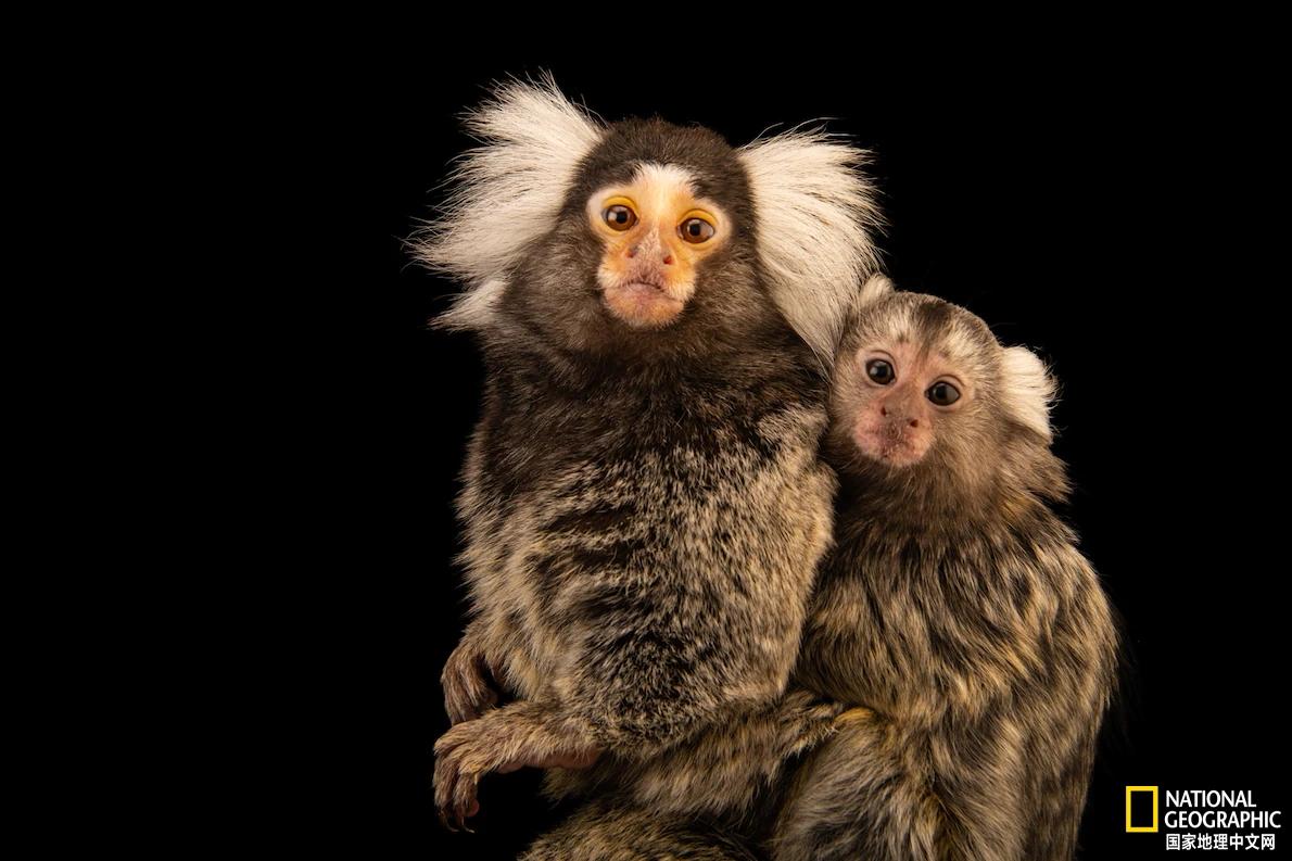 出生之前，婴儿可能就在练习啼哭了