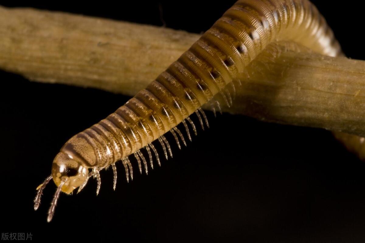 长的像蜈蚣的虫是什么虫,长得像蜈蚣一样的虫子怎么消灭