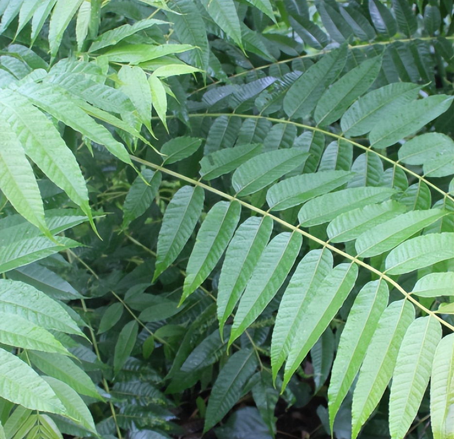 50岁老汉捡弃婴现养女身家千万,河南老汉捡弃婴女儿上亿回报