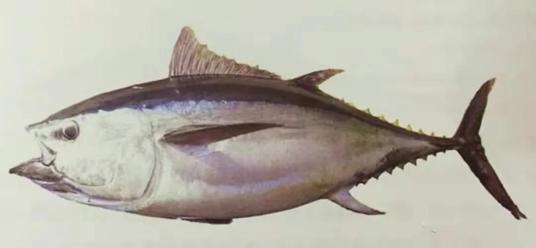 广东渔民捕获大鱼,渔民出海捕到一条106斤的鱼王