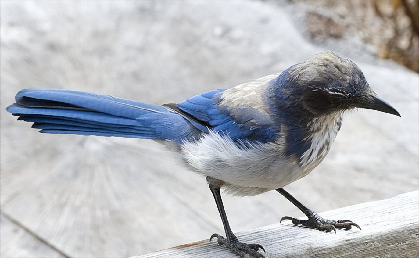 50张最佳鸟类摄影作品,鸟儿大全大图