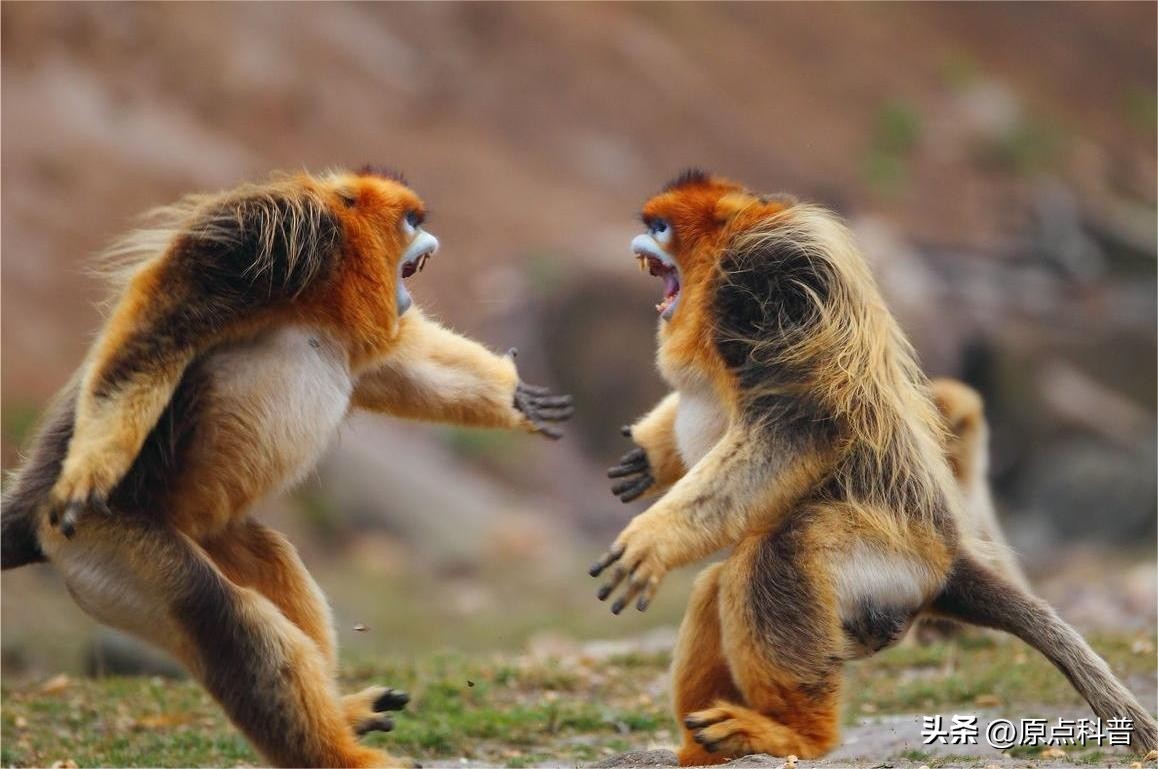 金丝猴是世界上最美猴子吗,世界上最濒危的猴子是什么猴