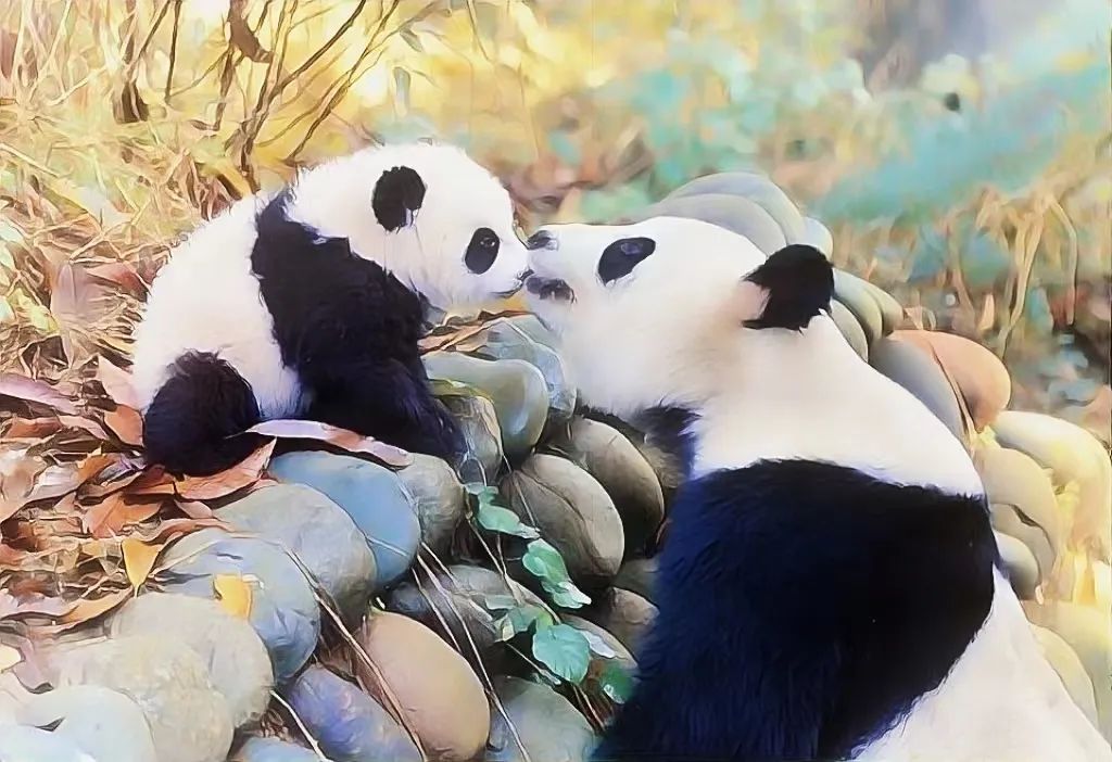 熊猫家园净土,净土阿坝熊猫家园logo