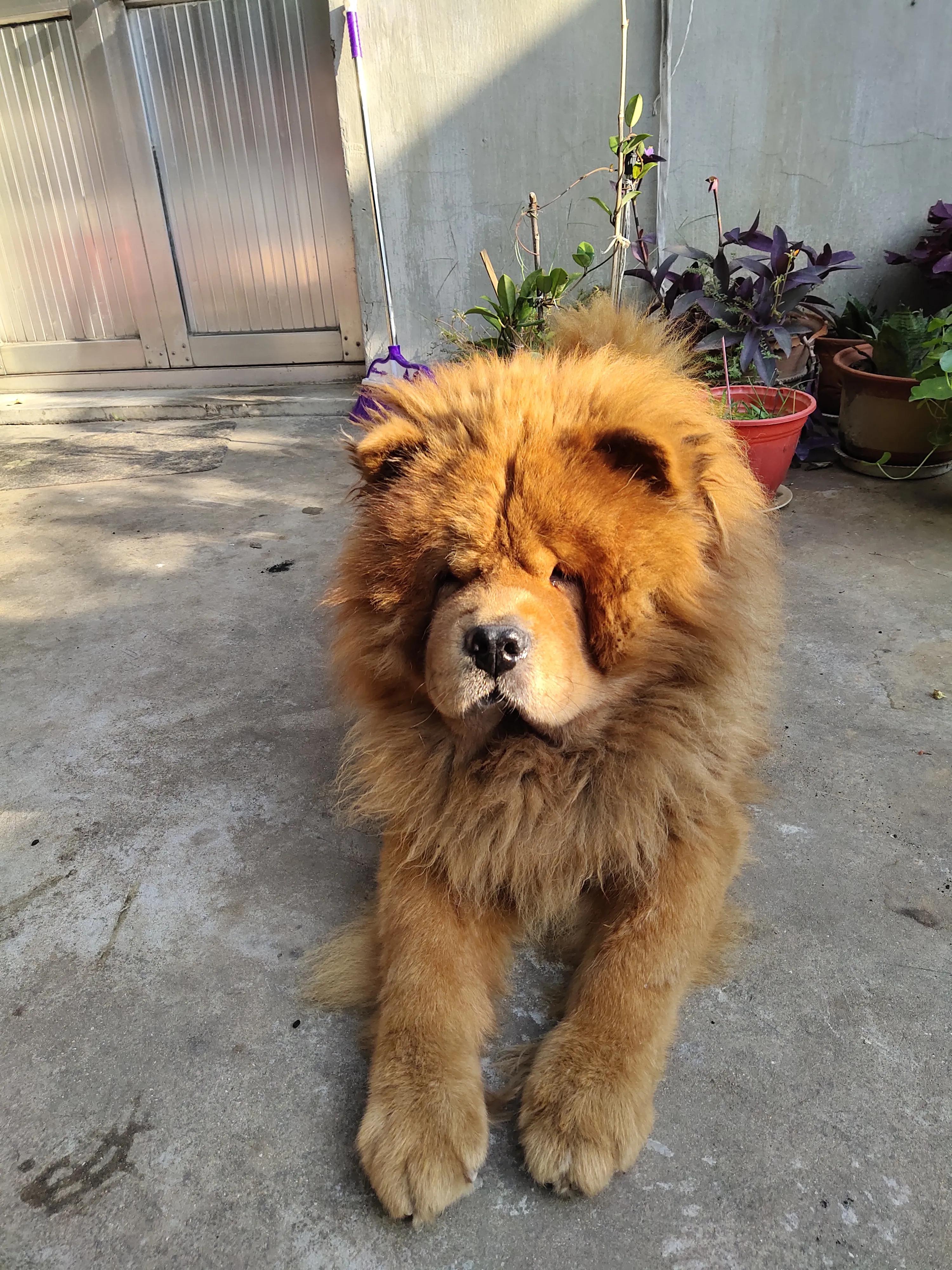 俄系松狮犬图片,家养松狮犬