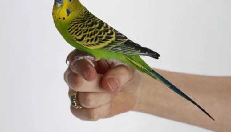 虎皮鹦鹉屁股粘屎,虎皮鹦鹉屁股脏是生病了吗