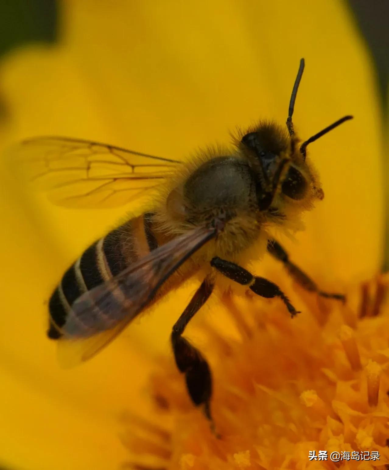 赞美蜜蜂的古诗或名言,哪些诗是赞美蜜蜂的