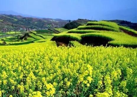 油菜花赞七绝,七绝油菜花春景