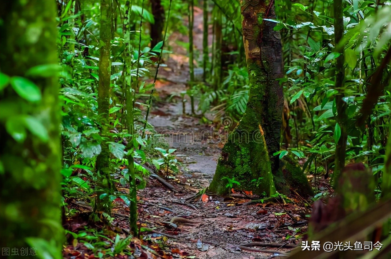 亚马逊河为什么被称为人类禁区,亚马逊河到底有多可怕