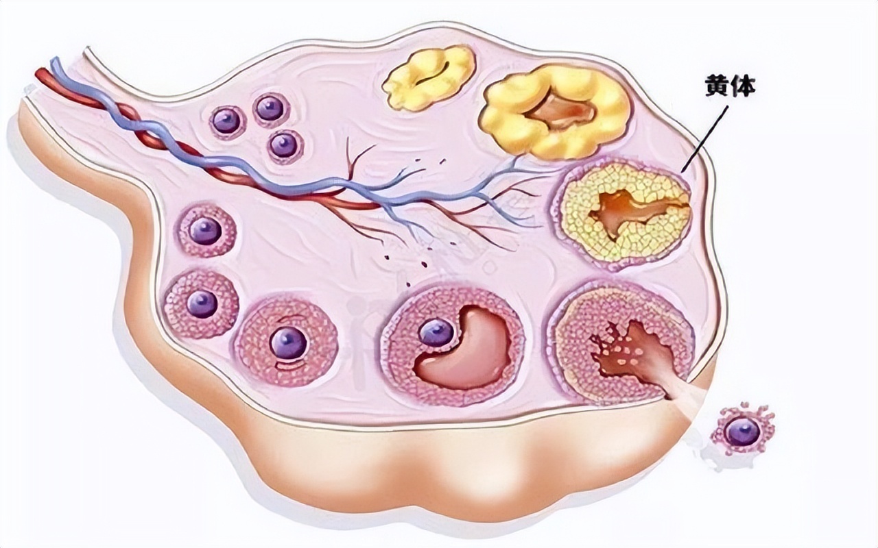 月经3天干净和7天才干净的女性，谁更容易衰老呢？女性不妨来看看