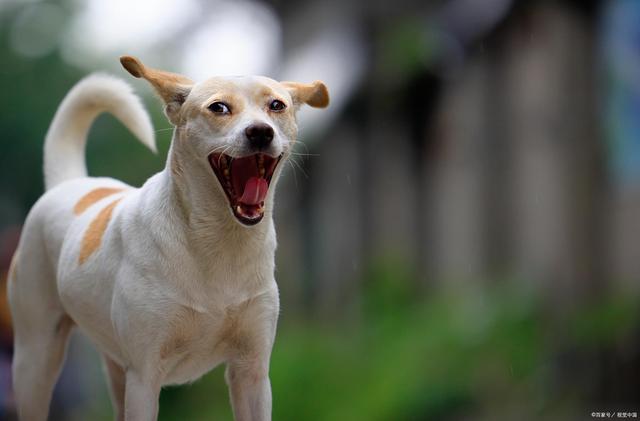 狗狗巧克力中毒的表现,狗狗吃巧克力中毒能自愈吗