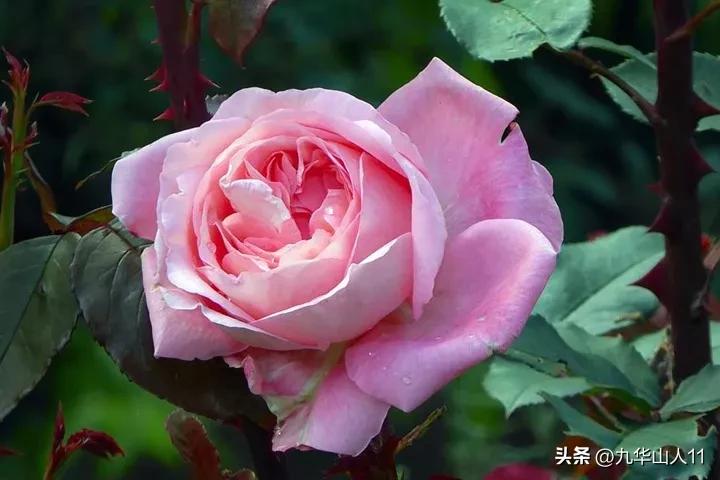 大花胖美人月季有几个品种,适合阳台养的大花月季品种