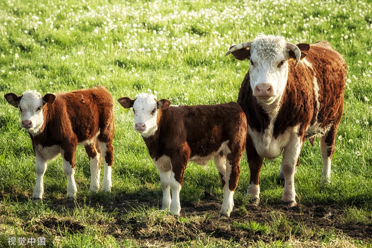 牛拉干粪便拉不出来怎么办,牛便秘不吃食最好的治疗方法