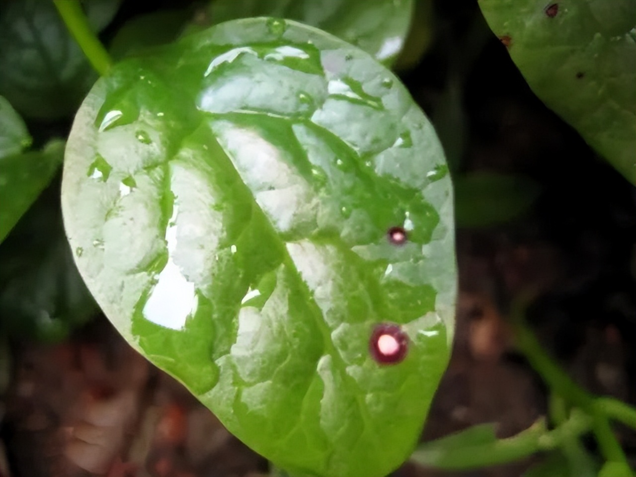 木耳菜能生吃的吗,木耳菜可以随便吃吗