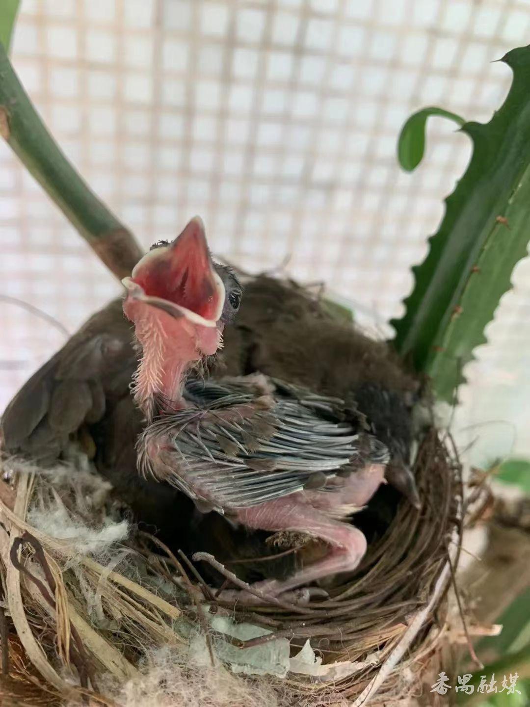 野生鸟类保护幼崽,农村常见的鸟类保护动物
