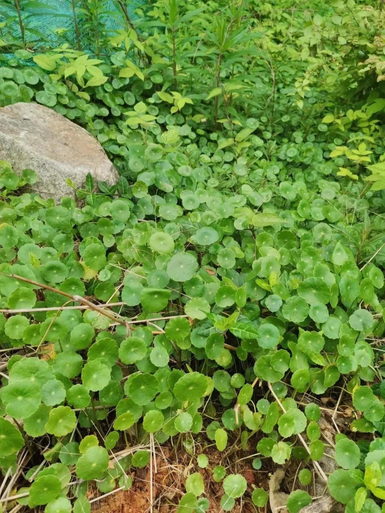农村常见的顽固藤条植物,农村常见的止血植物图片