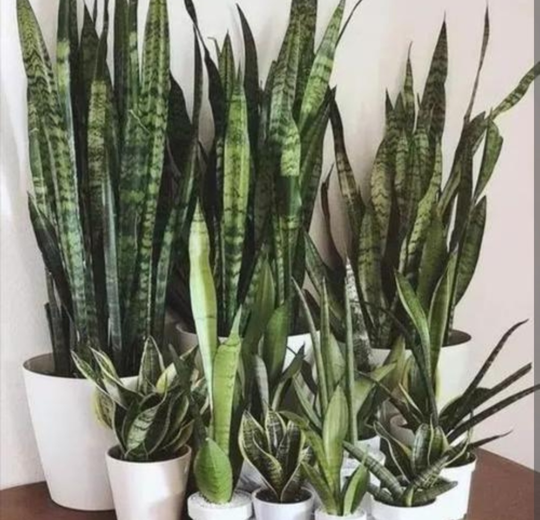 养虎皮兰花的注意事项,怎样养虎皮兰才能长得更好