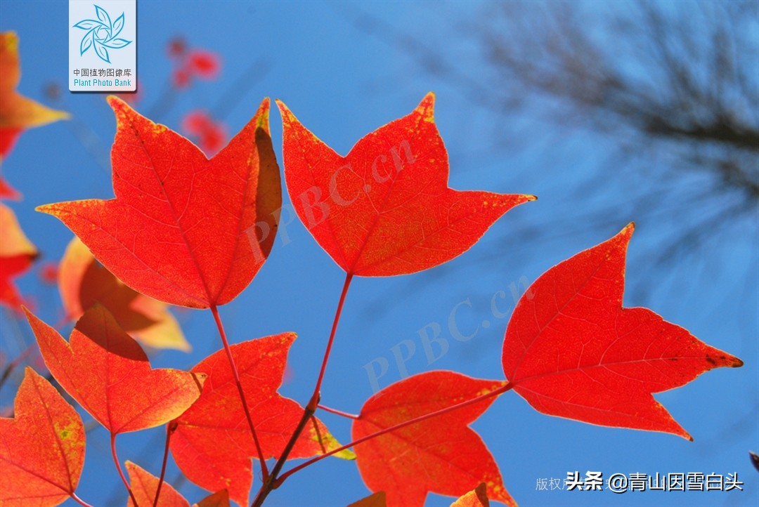 秋枫八角枫,八角枫与秋枫