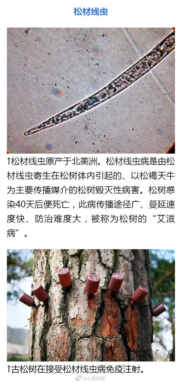 怪鱼带来的灾难,怪鱼物种入侵