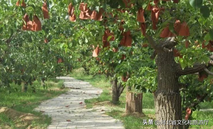 保定竞秀公园附近美食推荐,保定特色美食排名前十名