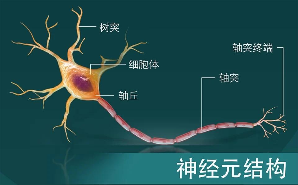 人的大脑有多大的记忆容量,人的大脑究竟能有多大的储存空间