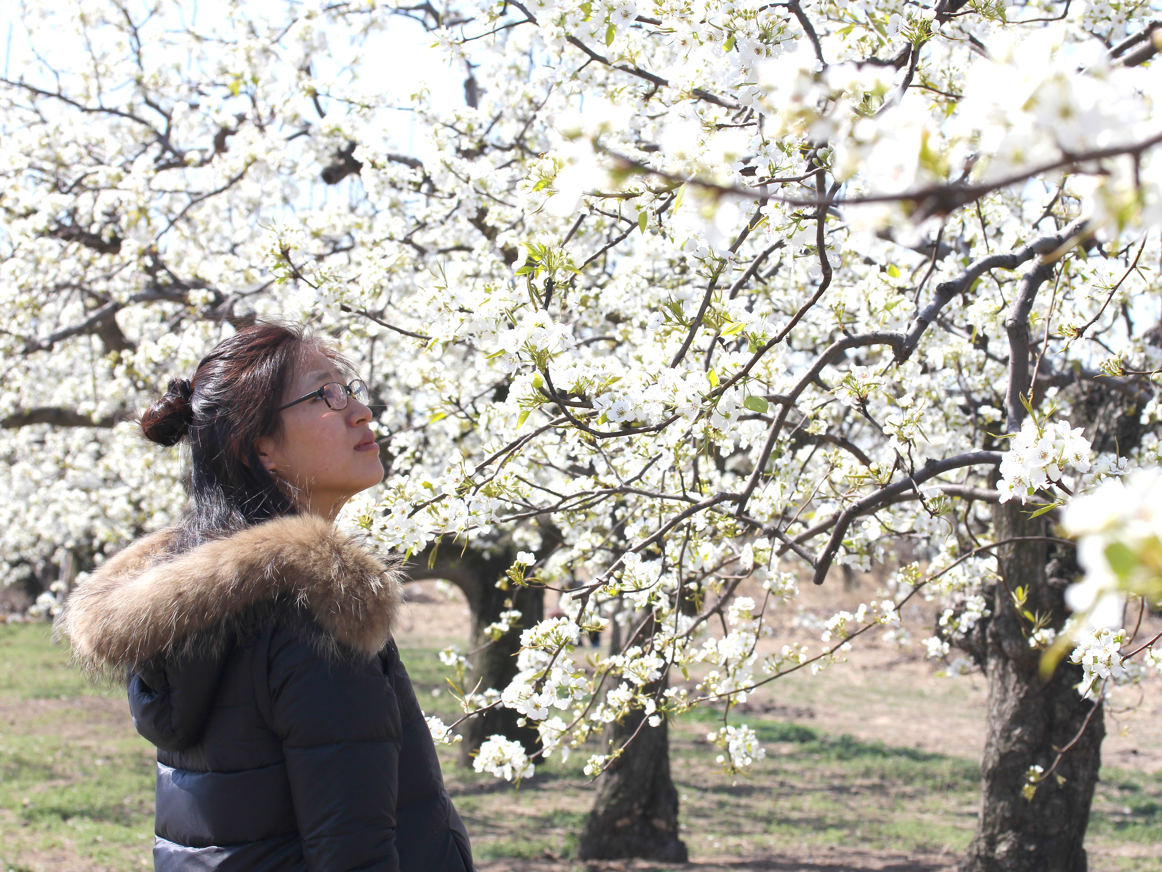 北京近郊清明自驾一日游最佳攻略,清明去哪踏青最合适北京