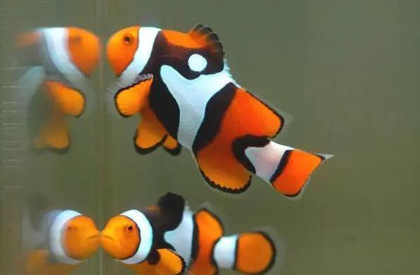 观赏鱼怎么开通抖音小店,抖音小店卖观赏鱼需要什么资质