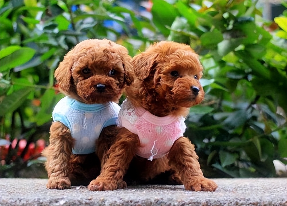 纯种泰迪和串串的区别,泰迪如何分辨纯种和串串