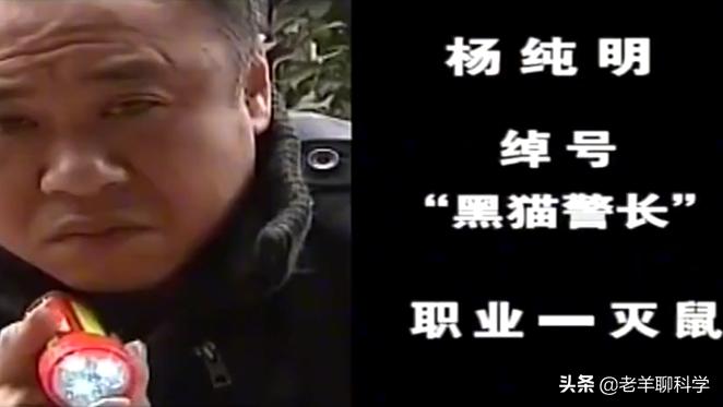 老鼠会报复猫吗,老鼠攻击猫真实原因