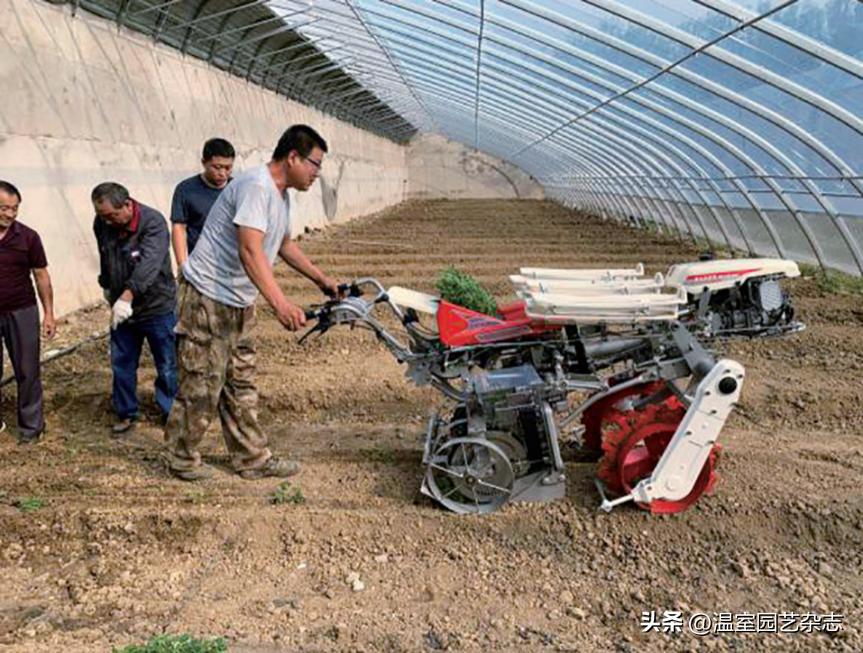 机械插秧和人工插秧区别,机械植树效果