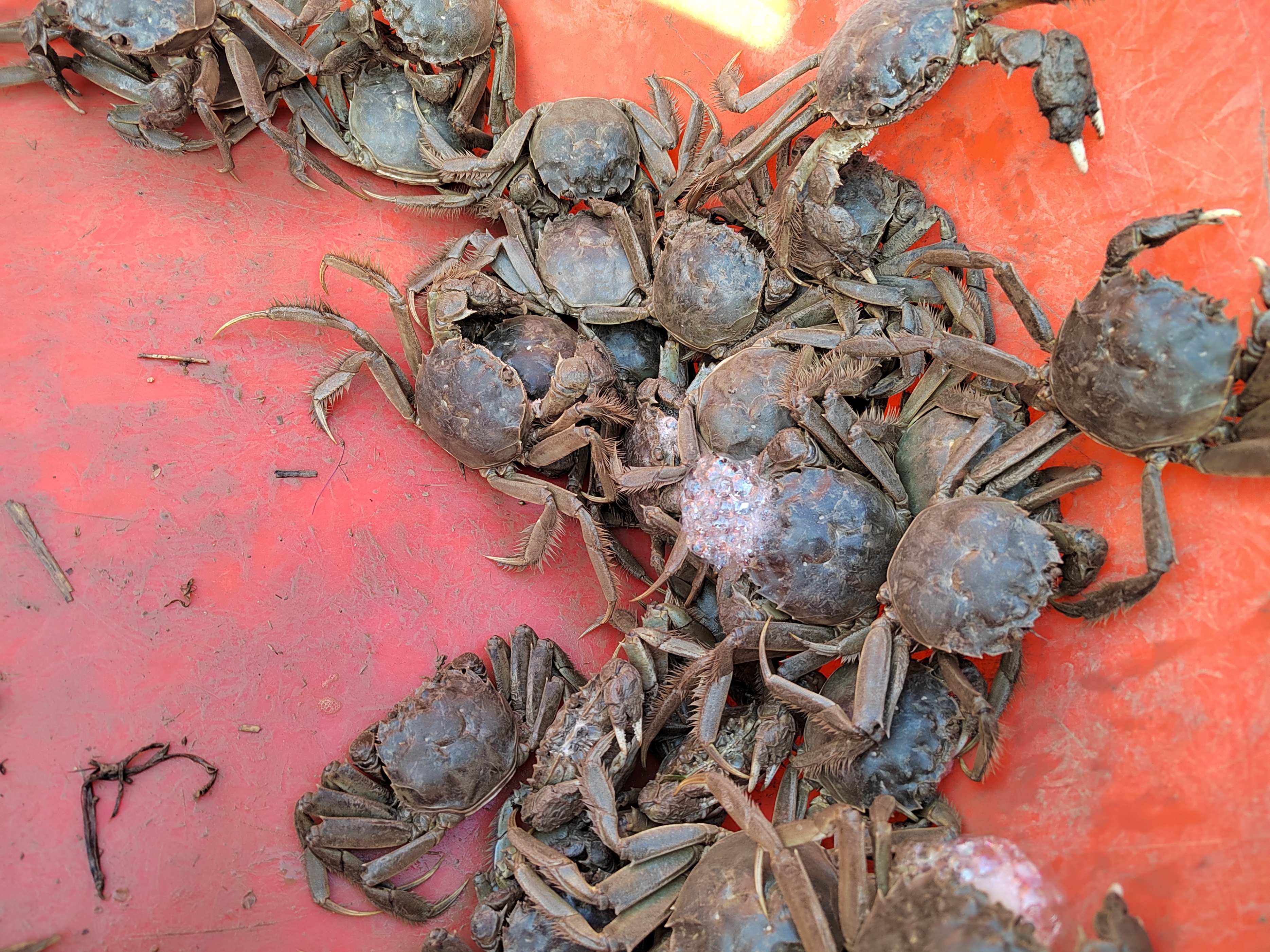 盘锦红海滩三角洲入口,沈阳自驾盘锦红海滩