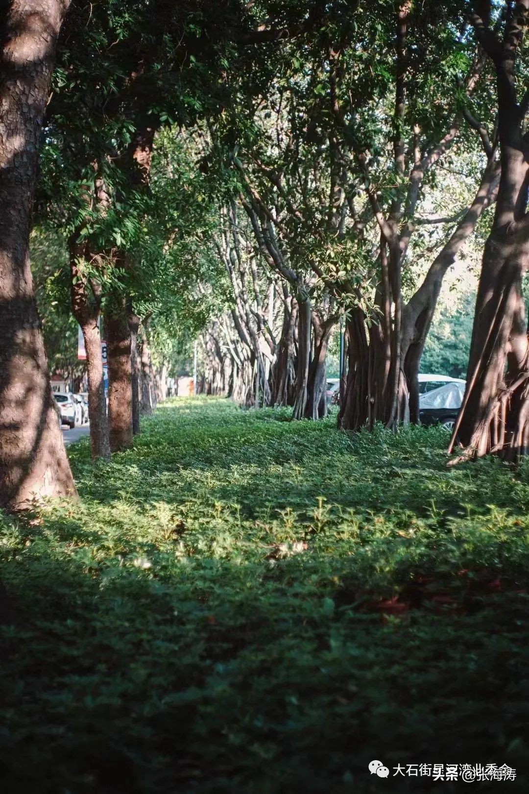 房价下跌业主跪求退房,星河湾房价暴跌原因