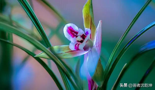 芝兰生于深谷不以无人而不芳出处,100幅历代名家兰花图值得一看再看