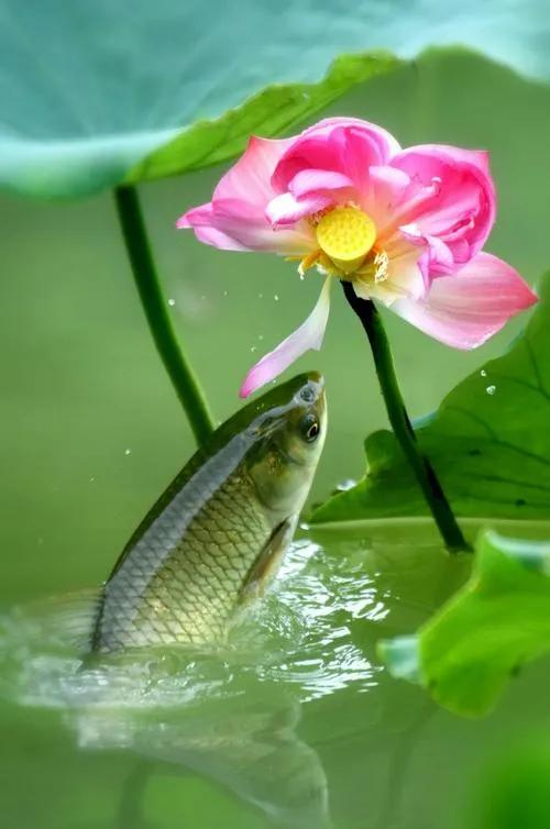 惊艳千年的“花之仙子”，唯美了整个夏天