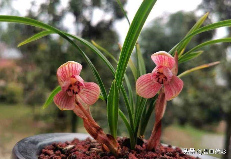 偷三盆兰花200万被判15年,最新盗兰花案件