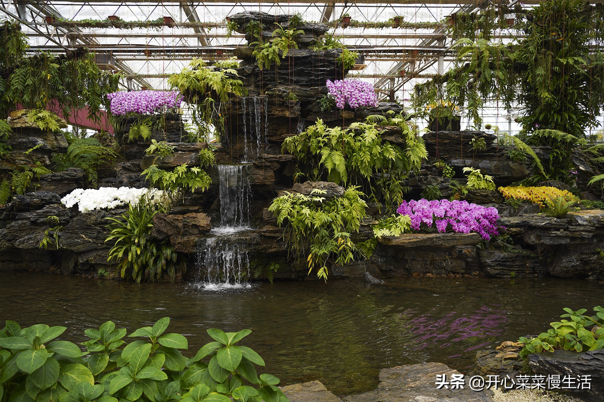 广东兰花第一县,中国最漂亮的兰花小镇