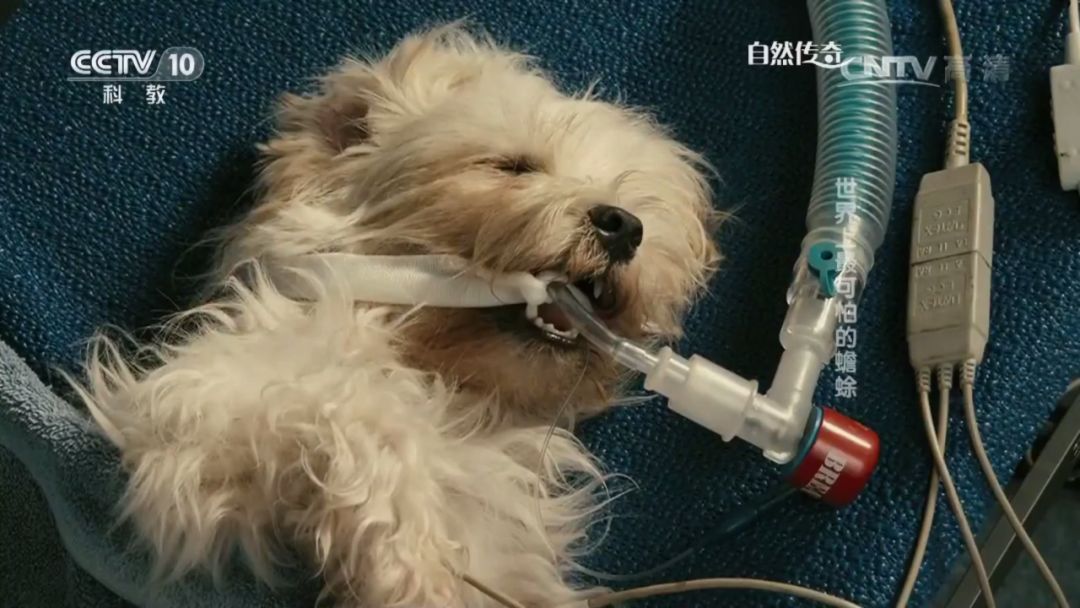 美国禁毒成功案例,国际上的禁毒案例