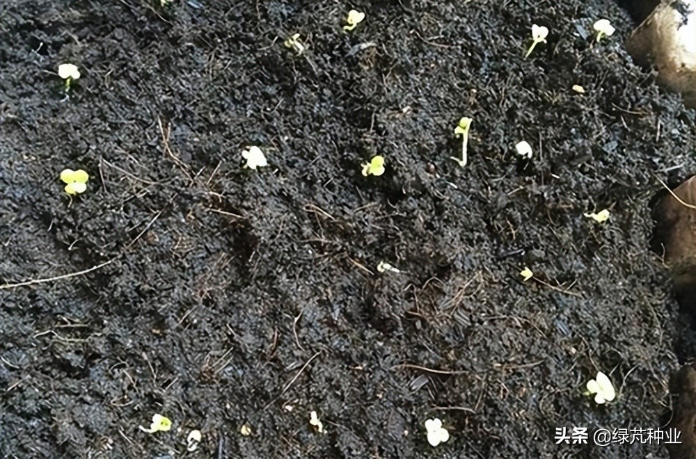 柠檬薄荷种子催芽,薄荷需要先催芽嘛