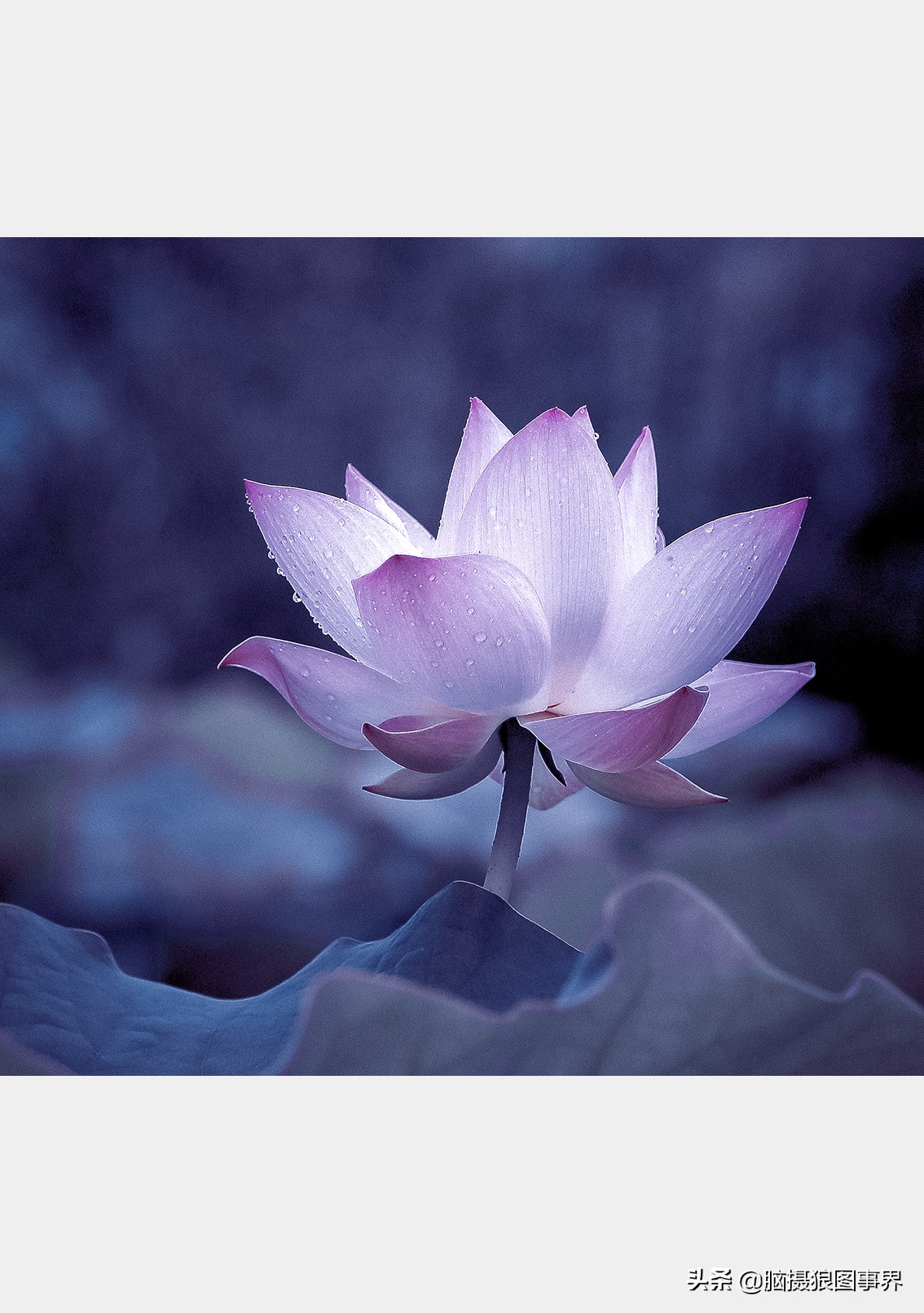 掌握的20个摄影构图法,拍摄照片常用的四种构图是哪几个