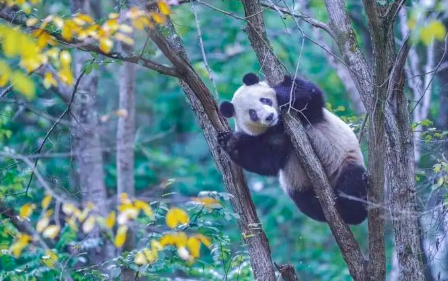 “竹子开花，马上搬家”，竹子开花难道真的是“大灾变”的前兆？