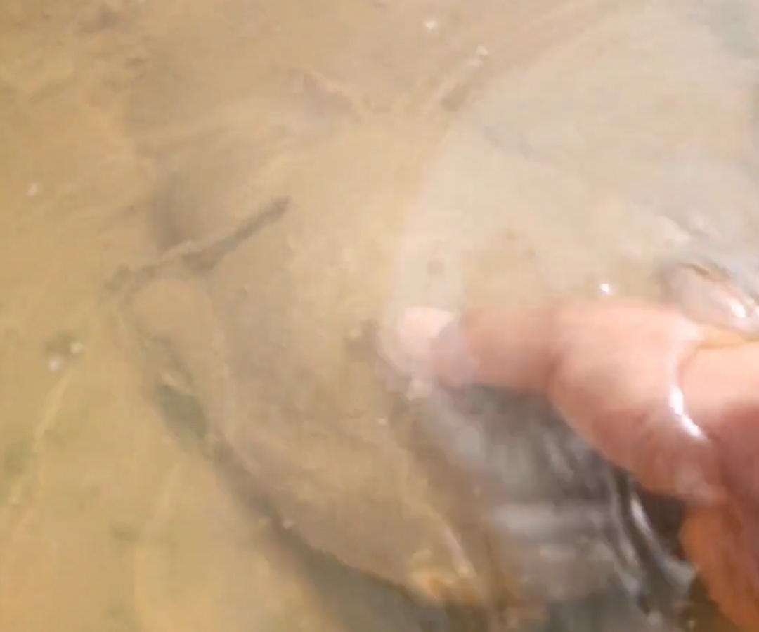 郑州黄河边捉老鳖,山东河南交界处黄河老鳖