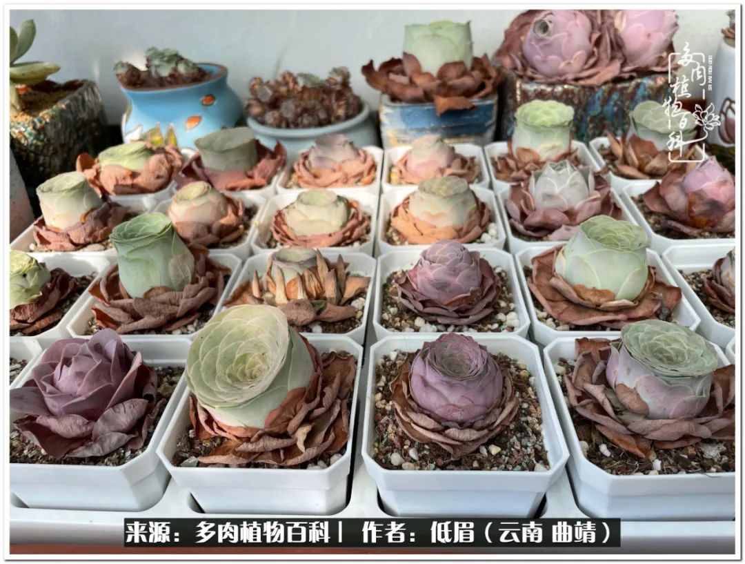 养了8年的多肉,养了七年多肉