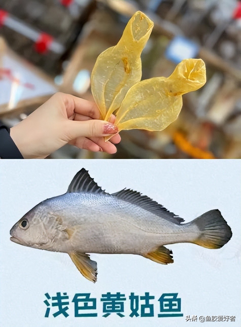 鱼胶的种类及对应图片,鱼胶的种类大全