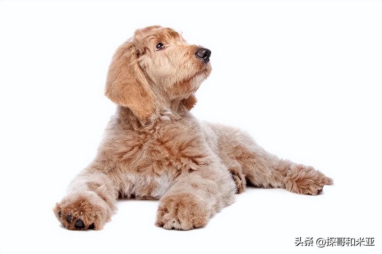 什么狗体味小干净不掉毛,什么狗最干净不掉毛