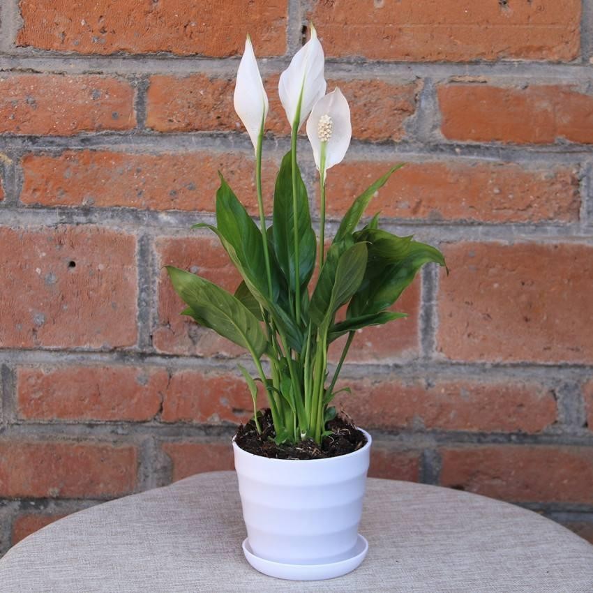 一帆风顺叶子发黄是什么原因,一帆风顺叶子有点发黄怎么办